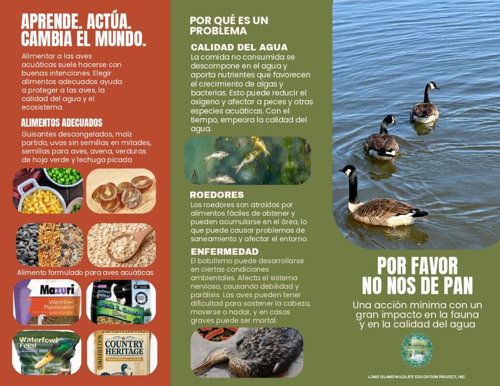 Por Favor No Nos De Pan: folleto en espanol sobre por que el pan dana a las aves acuaticas y que darles.