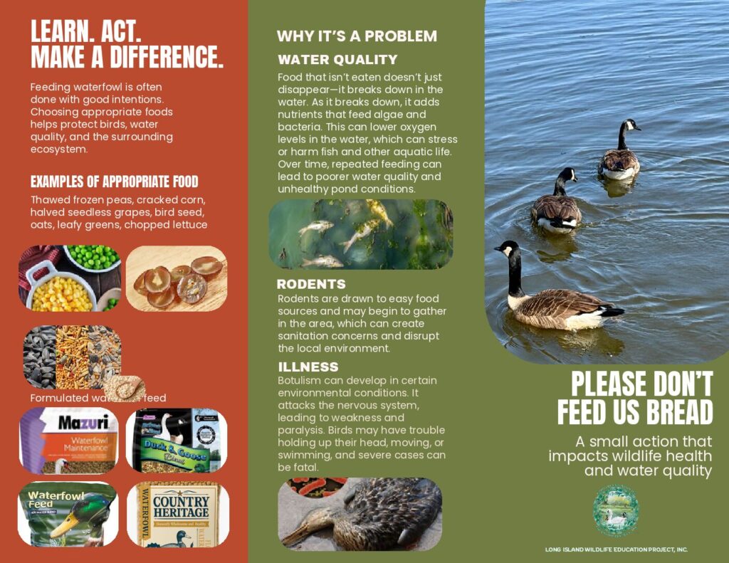 Please Don't Feed Us Bread tri-fold explaining why bread harms waterfowl and what to feed instead.