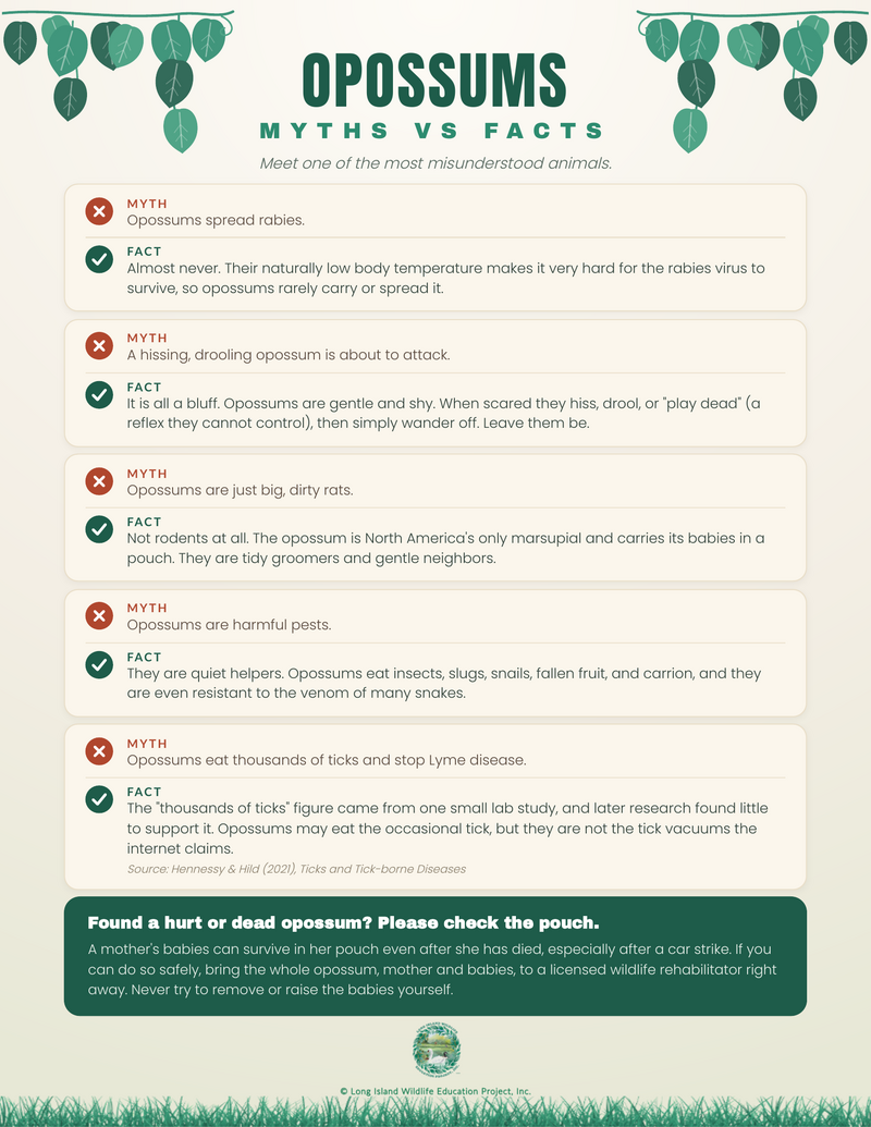 Opossums: Myths vs Facts flyer, explaining that opossums rarely carry rabies, are gentle rather than aggressive, are not rodents, help control pests, and correcting the tick-eating myth.