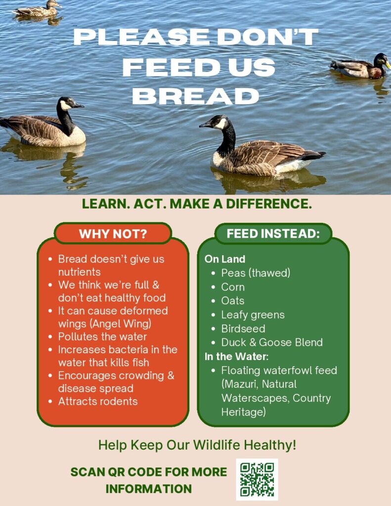 Please Don't Feed Us Bread one-page flyer with why-not and feed-instead lists and a QR code.