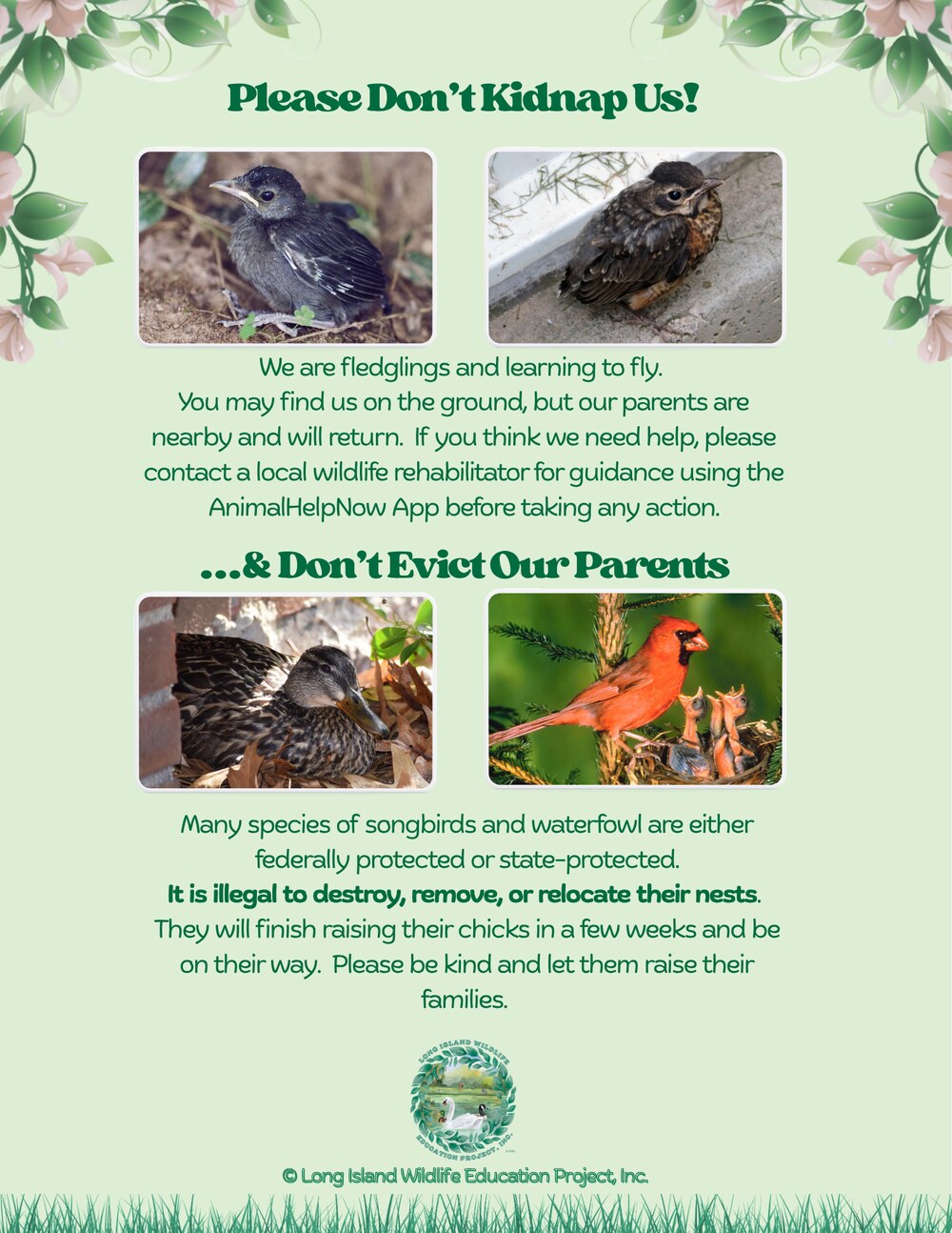 Please Don't Kidnap Us! and Don't Evict Our Parents: a flyer about leaving fledgling birds and active nests alone, and using the Animal Help Now app before taking action.
