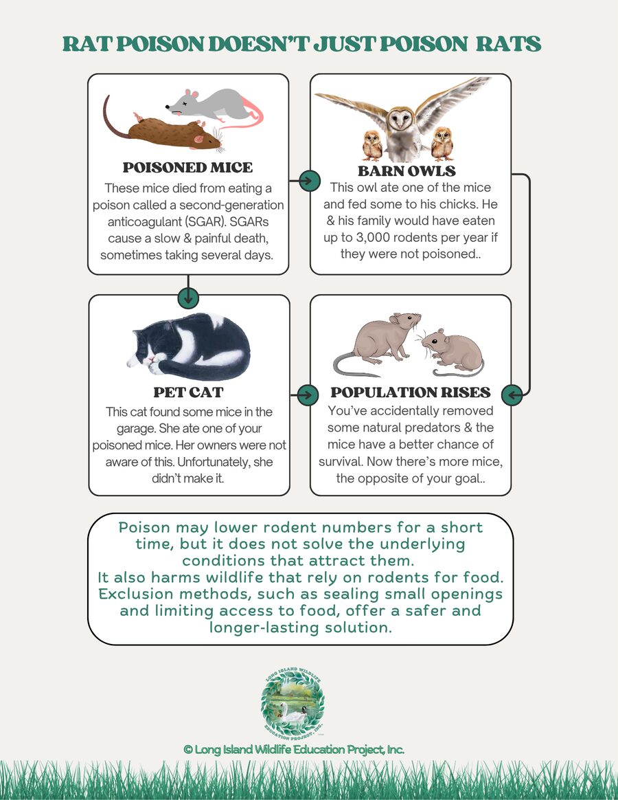 Rat Poison Doesn't Just Poison Rats: a flyer explaining how rodenticides move up the food chain and harm owls, cats, and other wildlife, and why exclusion is a safer solution.