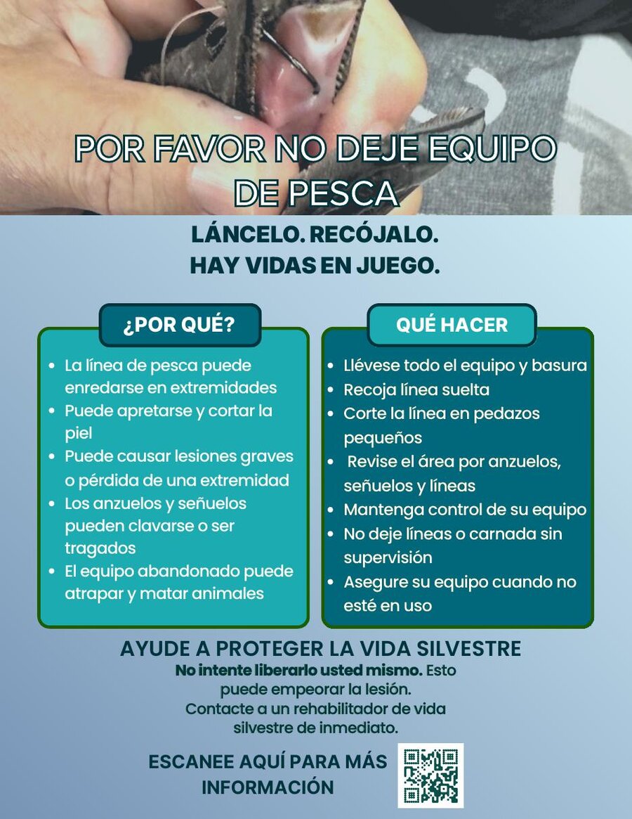 Por favor no deje equipo de pesca: Spanish-language flyer about the dangers of discarded fishing line to wildlife.